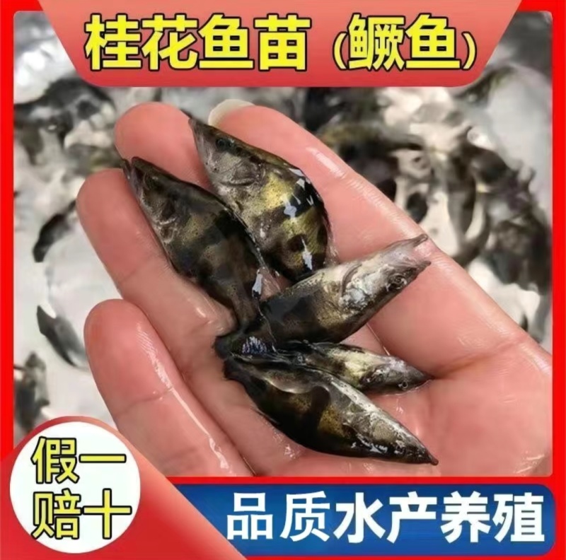 桂花鱼苗优质鳜鱼苗生长速度快淡水易养殖