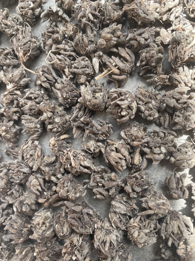 野生尖爪猫爪草-靓货个头小爪子尖干净无杂质