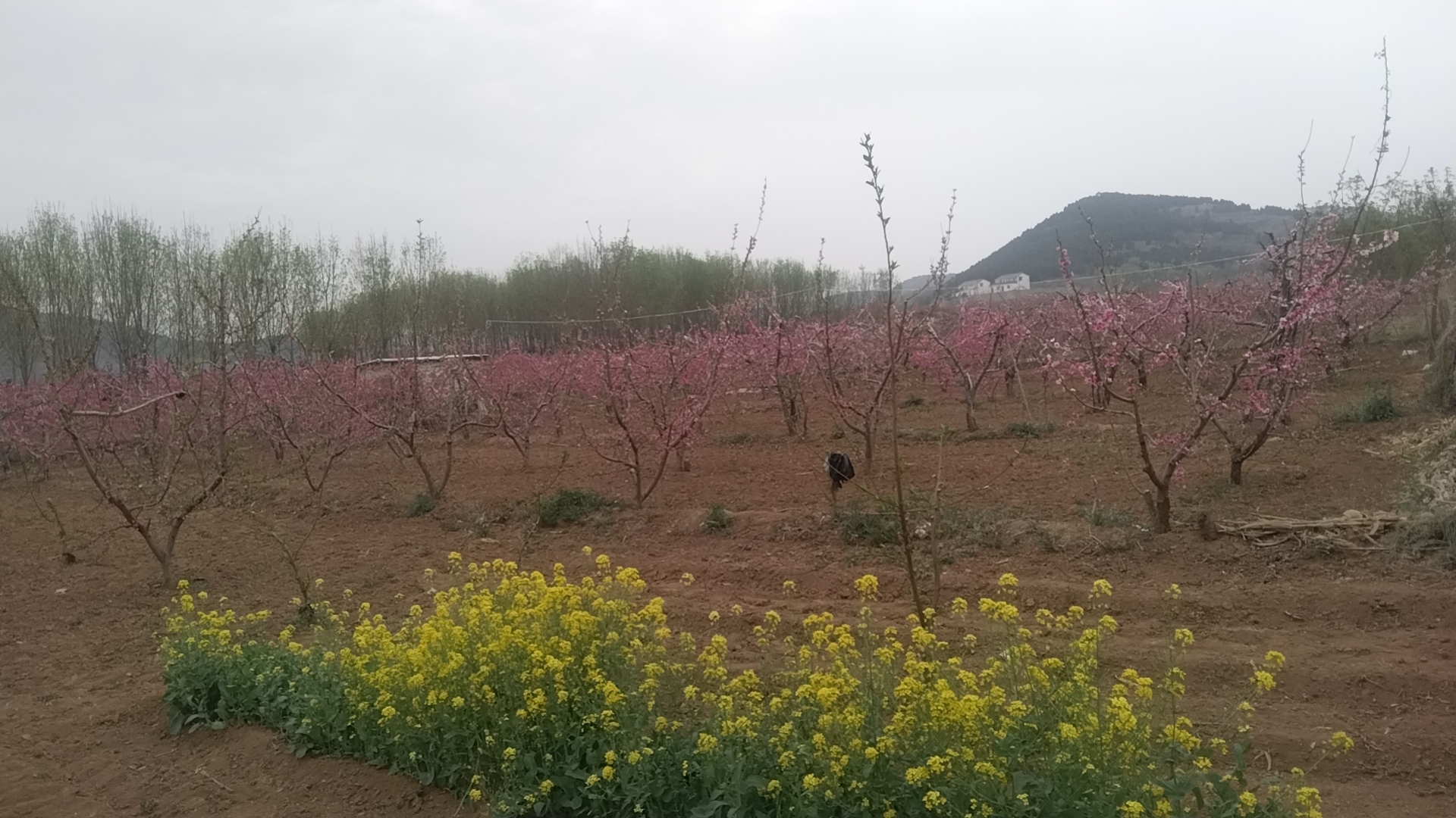 洋槐花与枣花的对比图 洋槐花与枣花的对比图