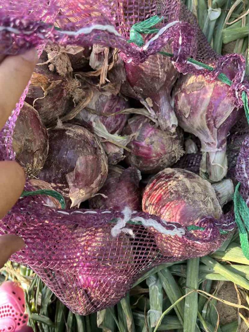 河南紫皮洋葱大量供应基地直采可发全国可视频看货