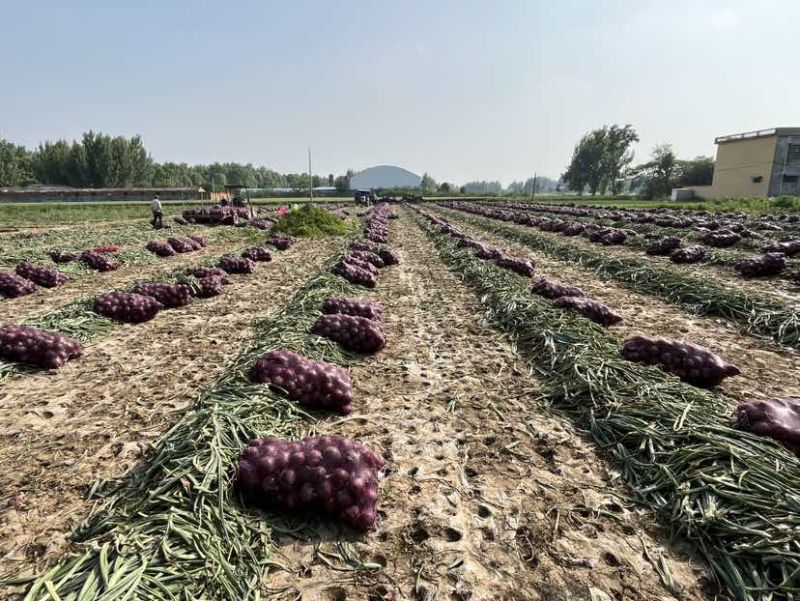 河南紫皮洋葱大量供应基地直采可发全国可视频看货