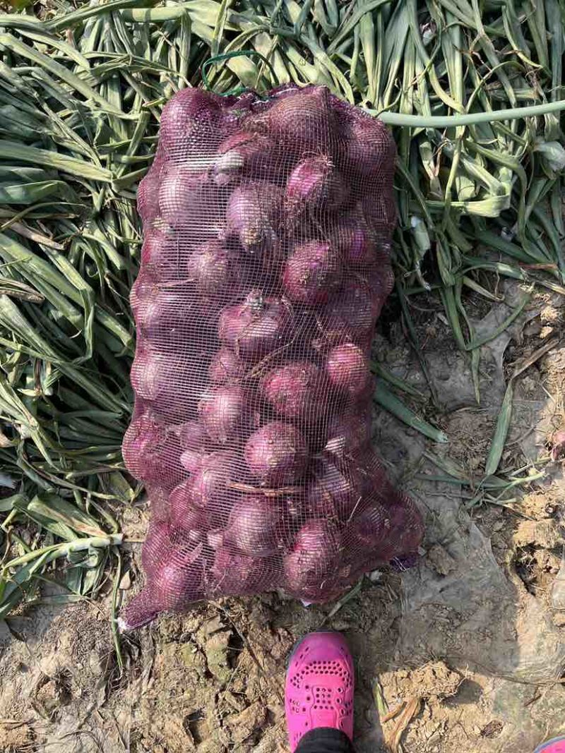 河南紫皮洋葱大量供应基地直采可发全国可视频看货