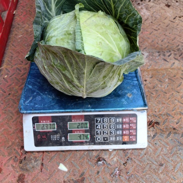 奥奇娜紧包菜大量供应3-6斤精品货双喜大个头冬青2-5