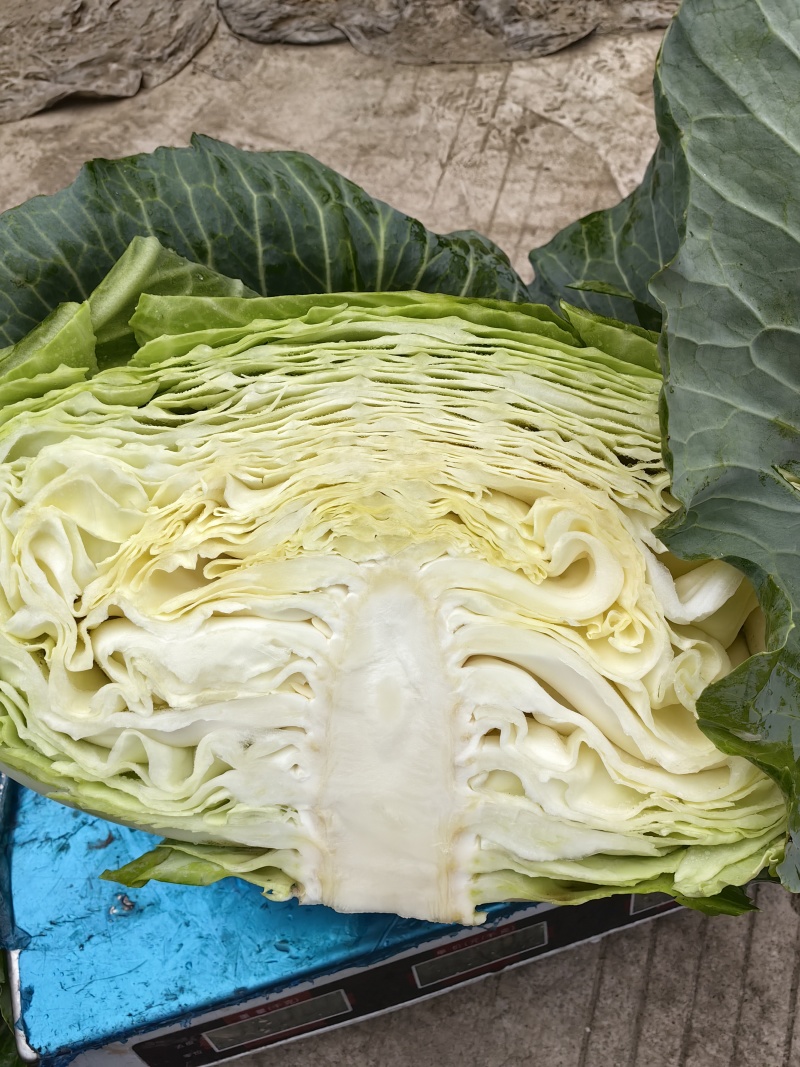 奥奇娜紧包菜大量供应3-6斤精品货双喜大个头冬青2-5