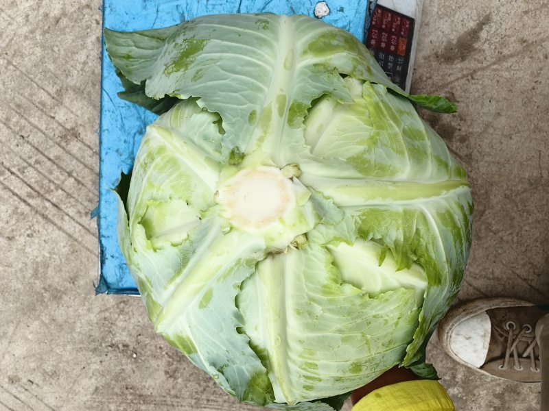 奥奇娜紧包菜大量供应3-6斤精品货双喜大个头冬青2-5