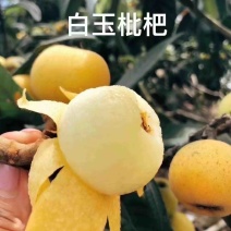 东山白玉枇杷