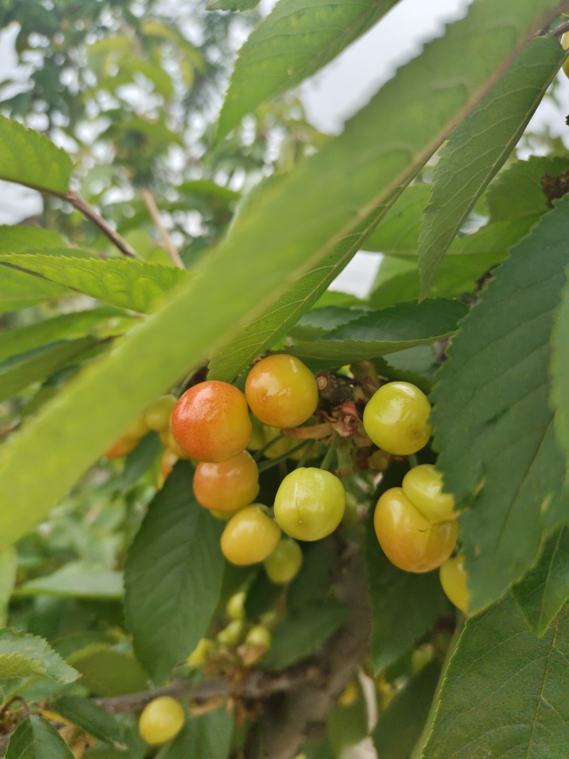 红灯黄蜜红宝石樱桃山东枣庄露天樱桃成熟