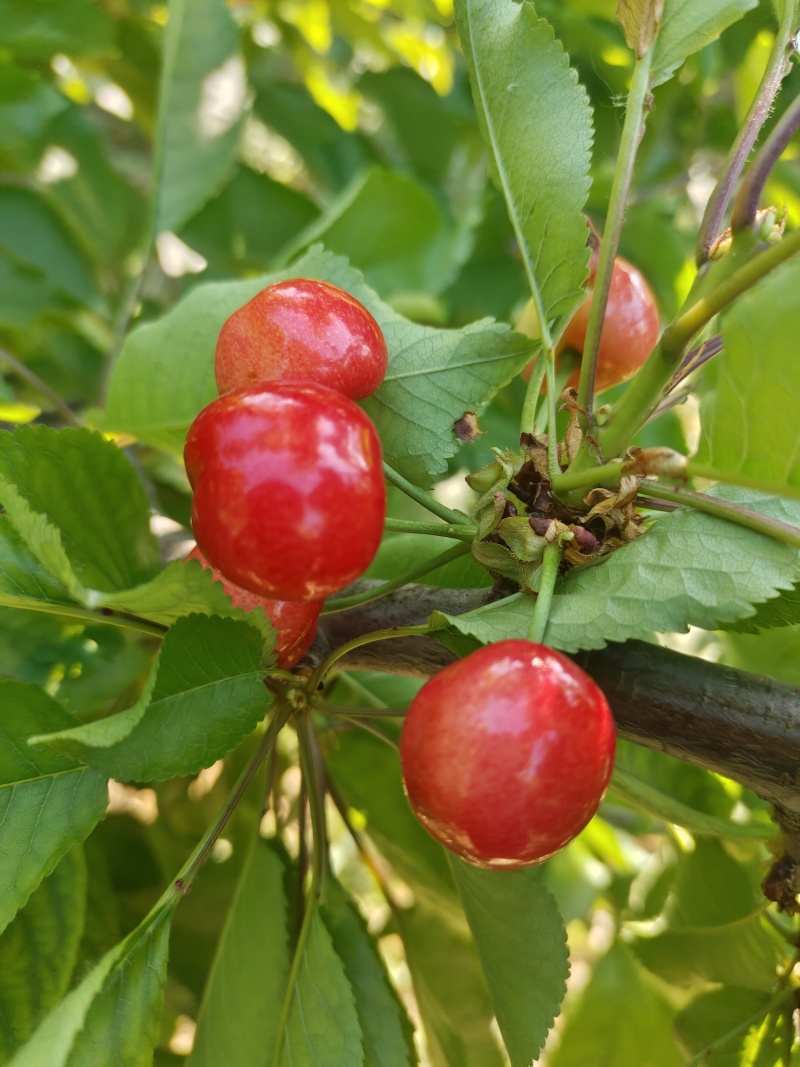 红灯黄蜜红宝石樱桃山东枣庄露天樱桃成熟