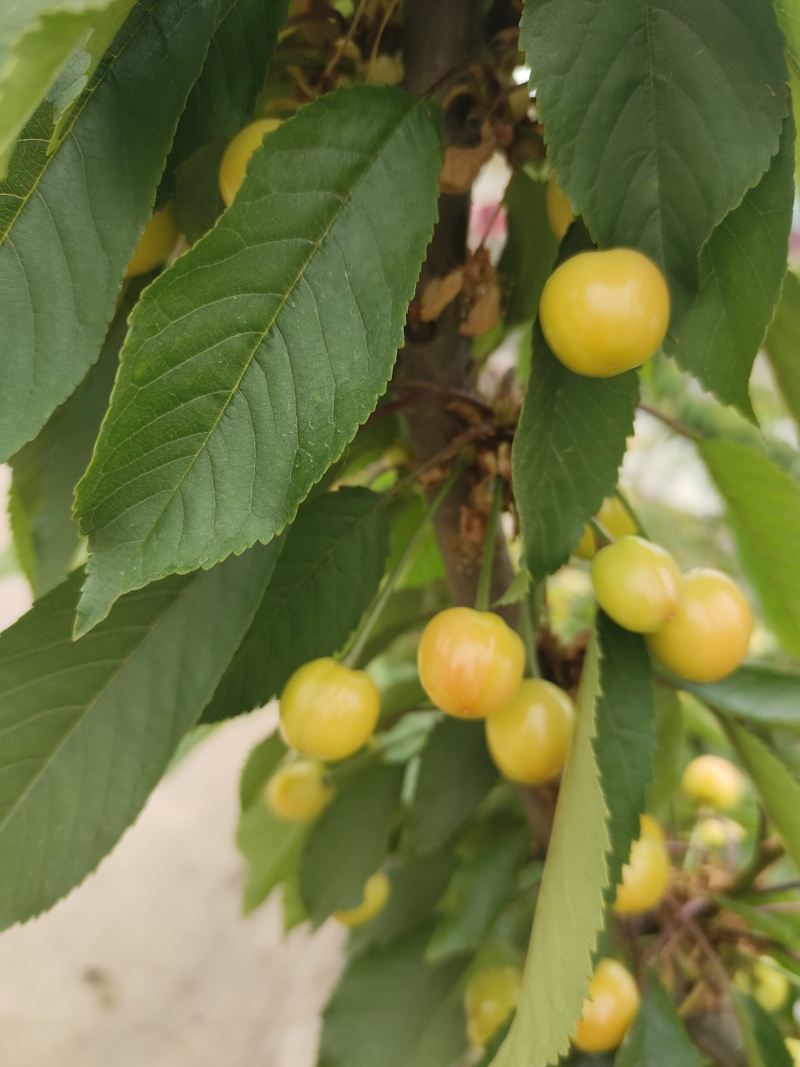 红灯黄蜜红宝石樱桃山东枣庄露天樱桃成熟