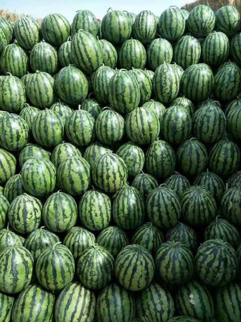 《热卖中》甜王西瓜大荔产地供甜度高口感好品质严控可视频