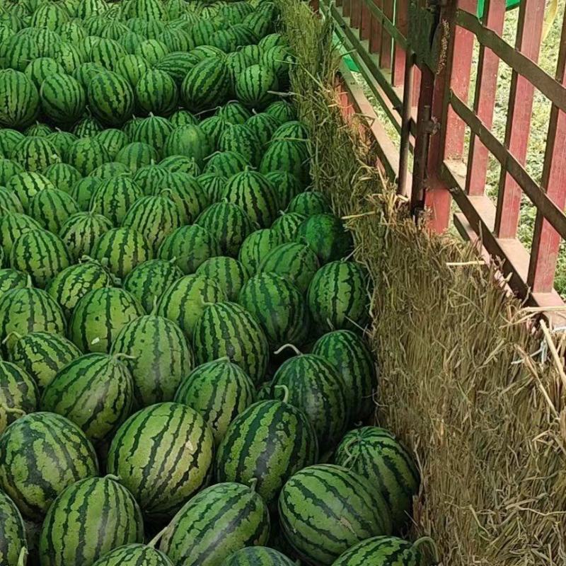《热卖中》甜王西瓜大荔产地供甜度高口感好品质严控可视频