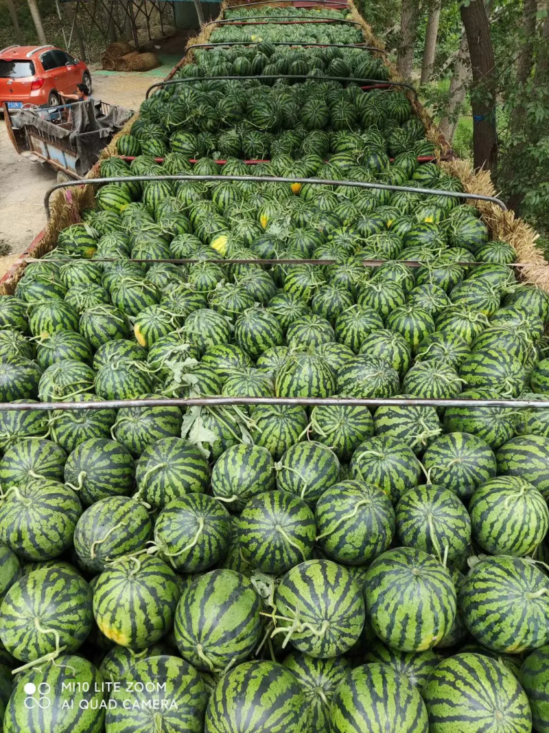 《热卖中》甜王西瓜大荔产地供甜度高口感好品质严控可视频