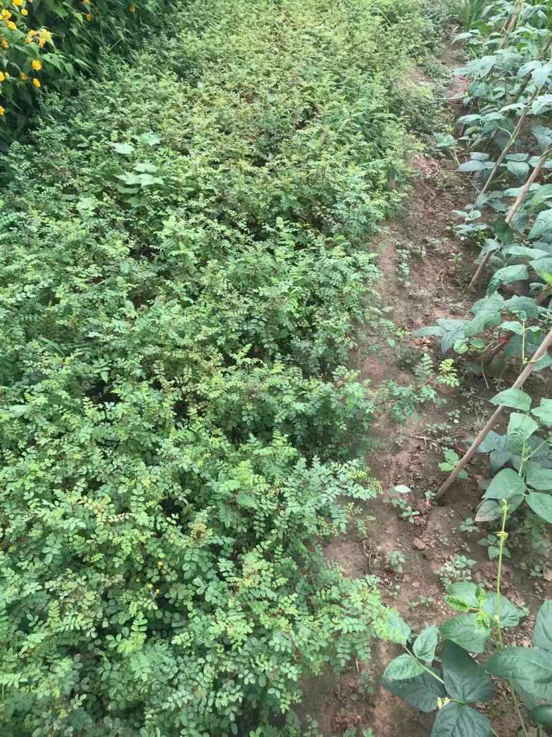 黄刺玫