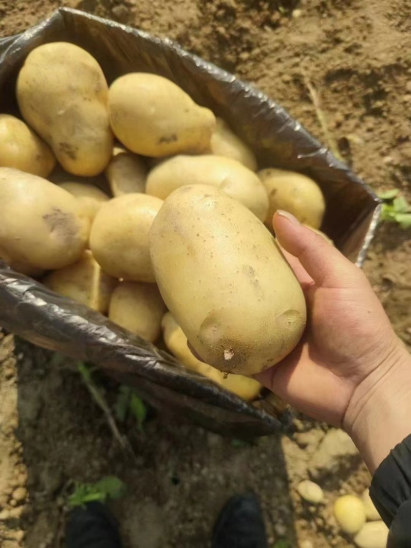 黄心土豆大量供应，产地一手货源量大价优，欢迎欢迎电联