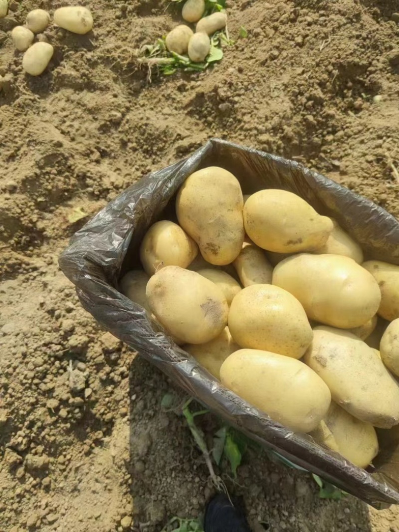 黄心土豆大量供应，产地一手货源量大价优，欢迎欢迎电联