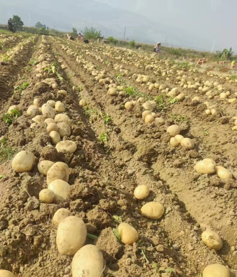 黄心土豆大量供应，产地一手货源量大价优，欢迎欢迎电联