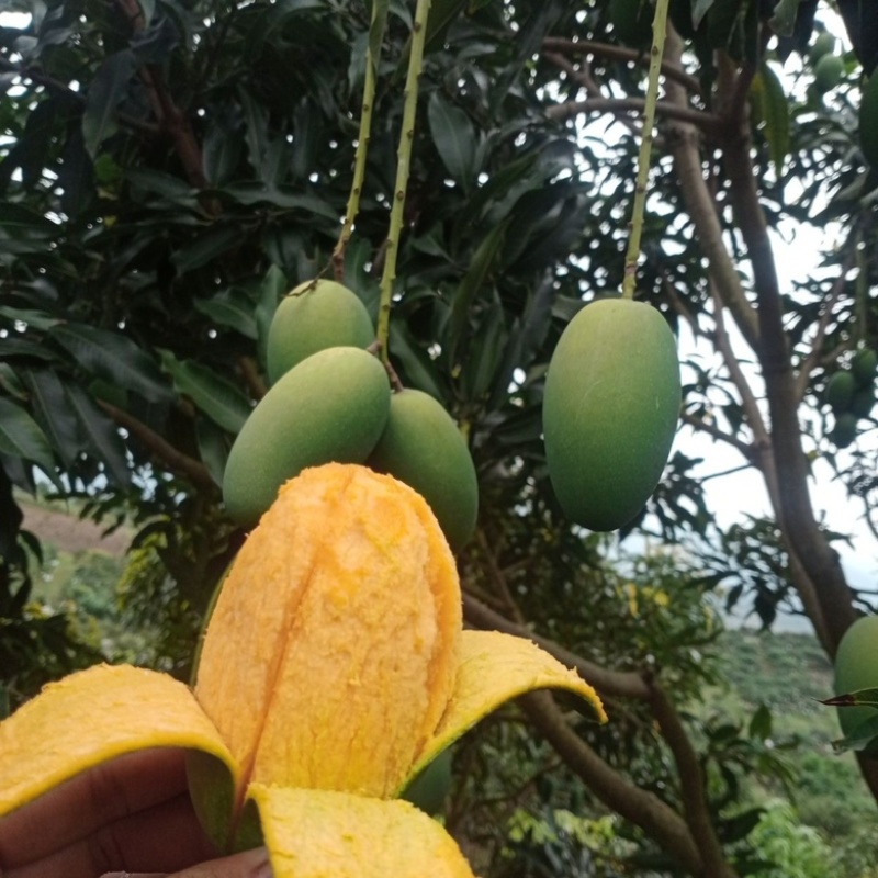云南台农芒芒果产地直发可视频实地看货核小肉多