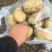 精品黄心土豆大丰12产地直发品质保证量大从优欢迎