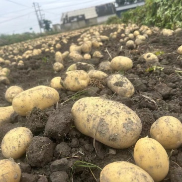 精品黄心土豆大丰12产地直发品质保证量大从优欢迎