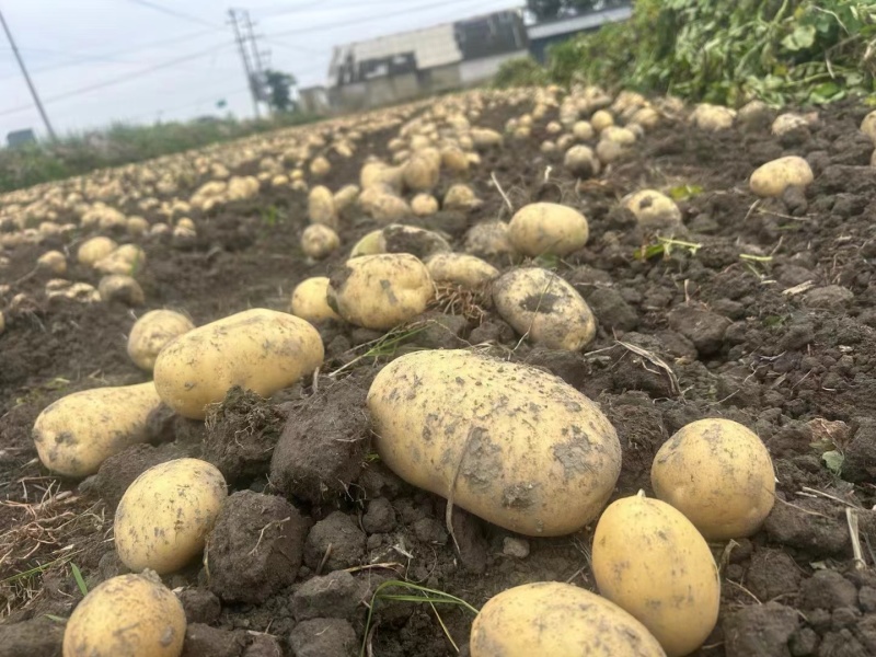 精品黄心土豆大丰12产地直发品质保证量大从优欢迎
