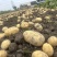 精品黄心土豆大丰12产地直发品质保证量大从优欢迎