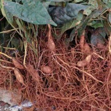金果榄种苗批发