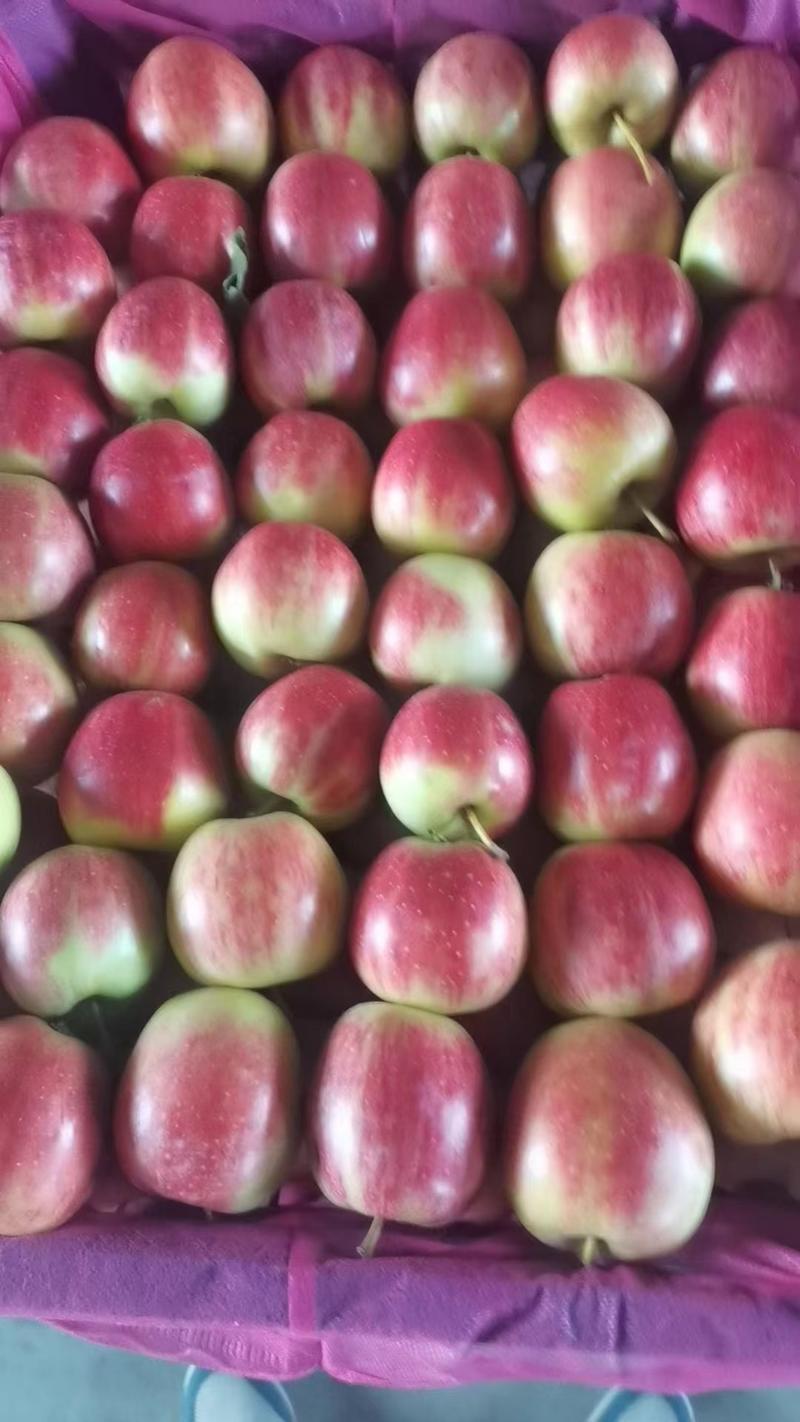 【推荐】开原精品K9苹果，鸡心果，123小苹果一手货源