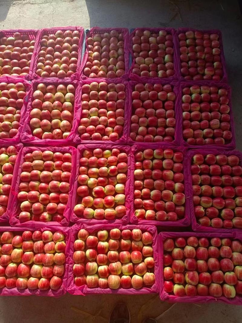 【推荐】开原精品K9苹果，鸡心果，123小苹果一手货源