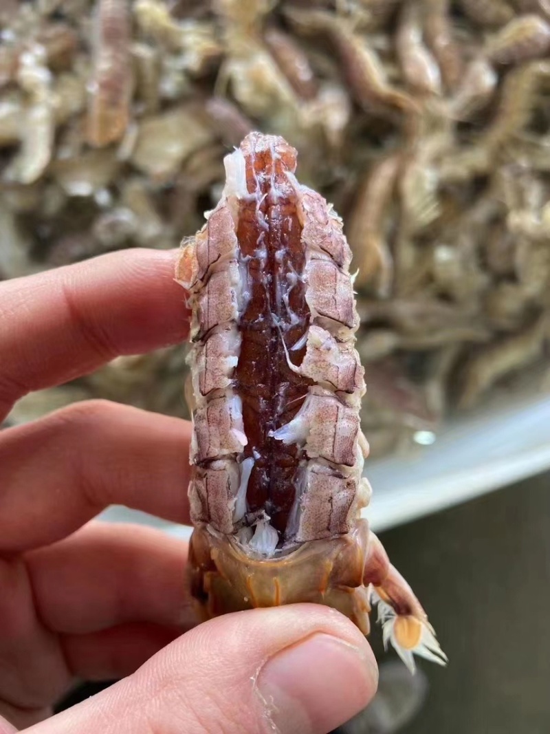 皮皮虾，爬虾，虾婆，规格齐全，品种多，批发零售