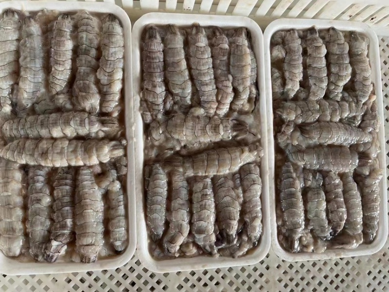 皮皮虾，爬虾，虾婆，规格齐全，品种多，批发零售