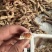 皮皮虾，爬虾，虾婆，规格齐全，品种多，批发零售