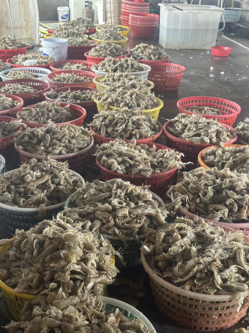 皮皮虾，爬虾，虾婆，规格齐全，品种多，批发零售