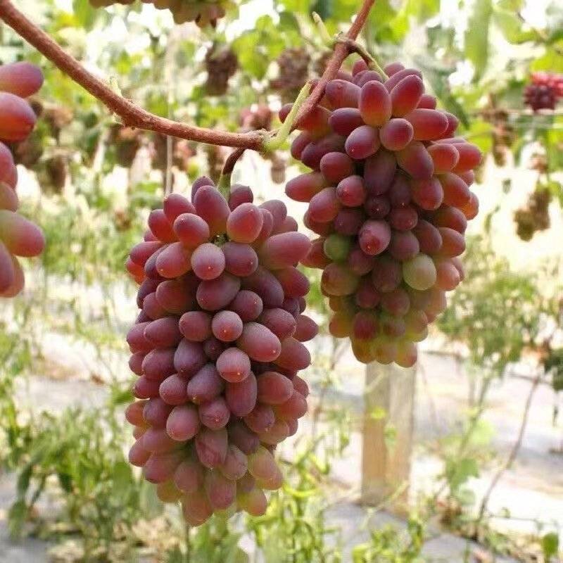 现在开始预订茉莉香葡萄了，大量葡萄预计上市时间6月中旬