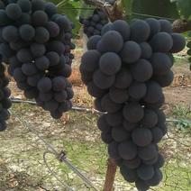 精品夏黑葡萄即将大量上市产地直发一手货源