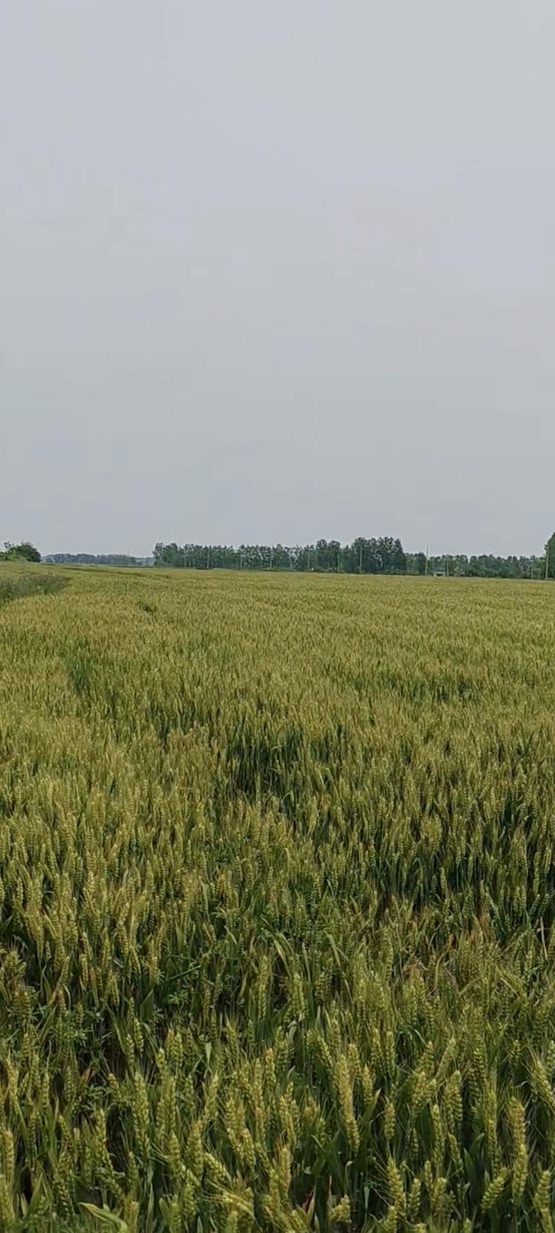 安徽淮南寿县2024年新小麦，中麦578，高筋麦子