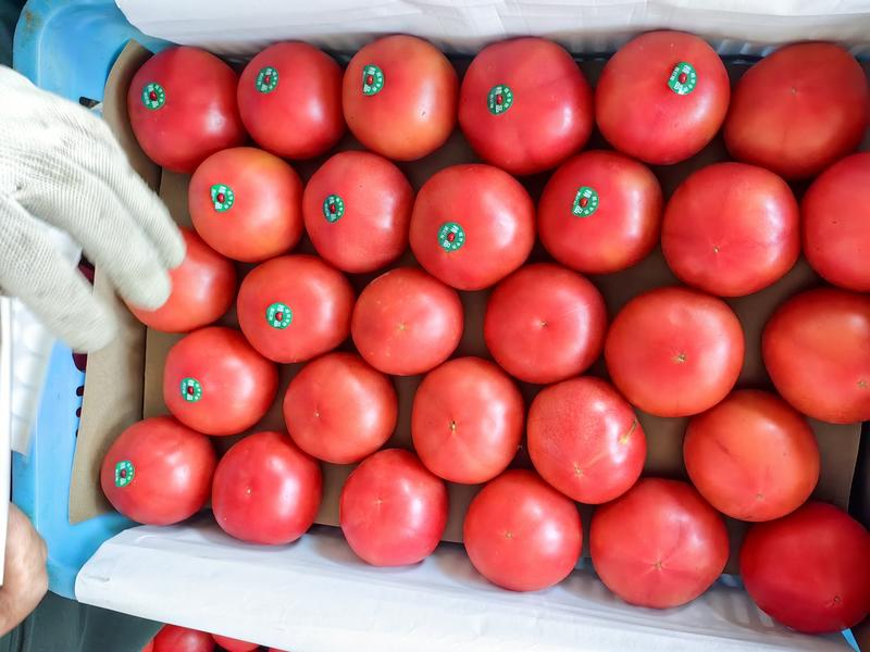 精品西红柿，沙瓤番茄，一手货源，产地直发，