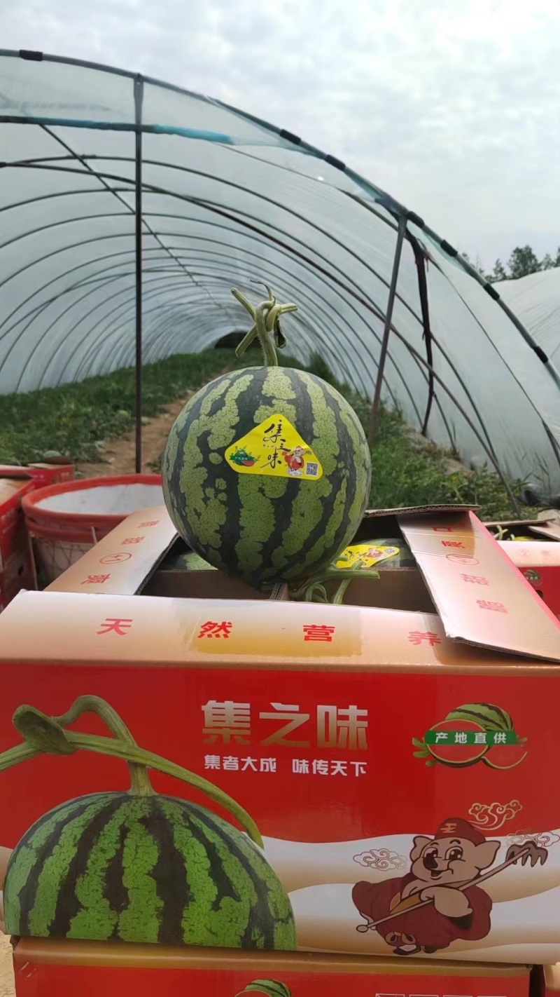 美都西瓜专业代办对接产地农户市场专卖价格好谈欢迎电联