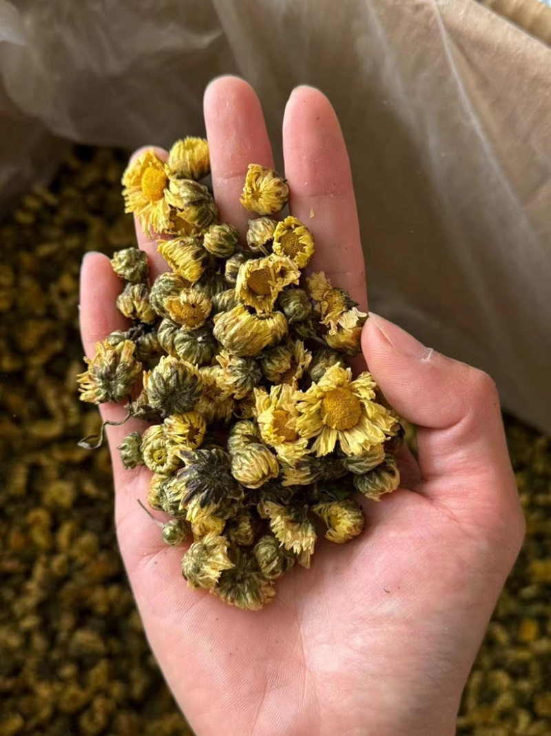 【货对版正品】新货胎菊米香菊胎菊现货苏北菊胎菊
