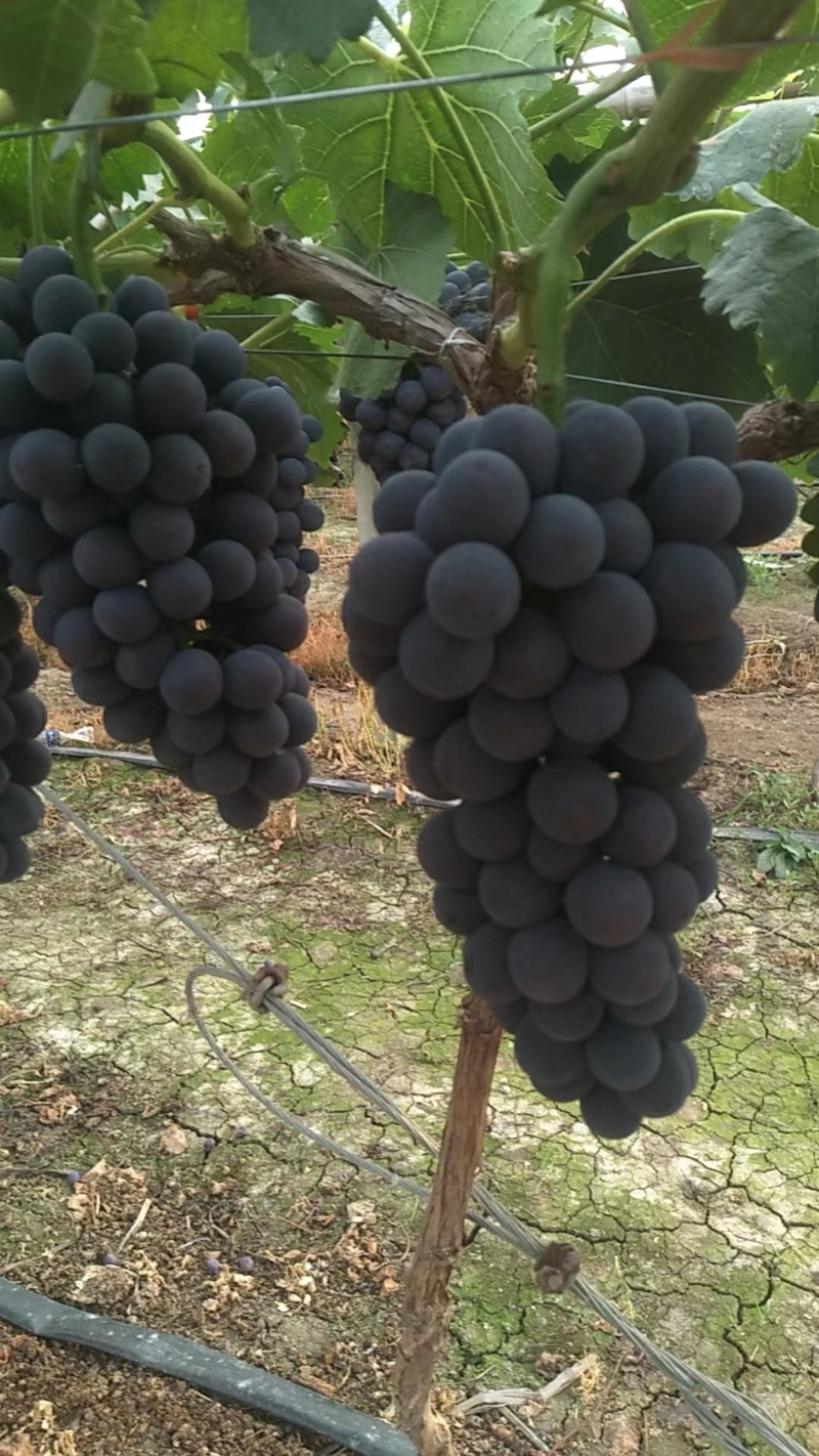精品夏黑葡萄即将大量上市产地直发一手货源