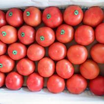 精品西红柿，沙瓤番茄，一手货源，产地直发，