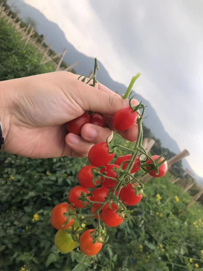 圣女果釜山88产地直发保质保量诚邀合作代发全国欢迎选购