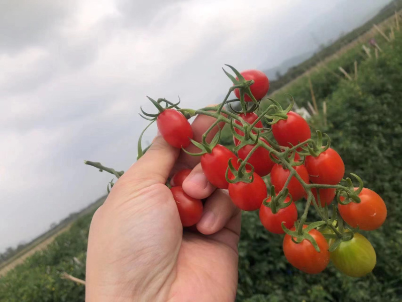 圣女果釜山88产地直发保质保量诚邀合作代发全国欢迎选购