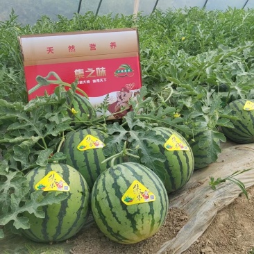 美都西瓜专业代办对接产地农户市场专卖价格好谈欢迎电联
