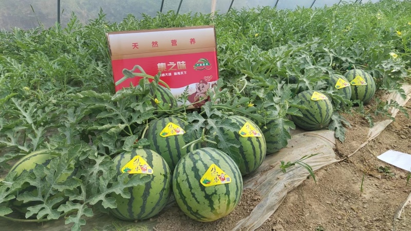 美都西瓜专业代办对接产地农户市场专卖价格好谈欢迎电联