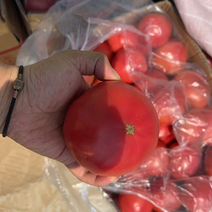 河南西红柿精品番茄基地直发，硬粉西红柿，弧3起步无空心