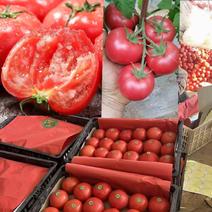 河北暖棚硬粉西红柿大量供应，果形圆，不空果，专业包装团队