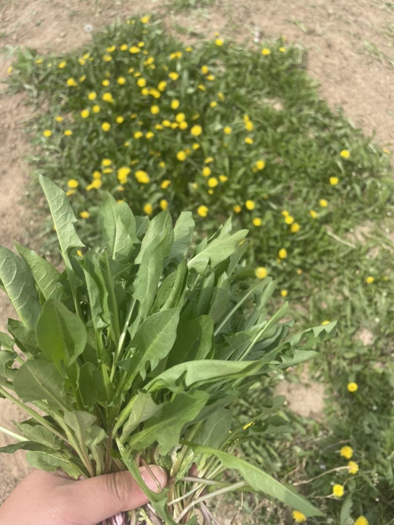 山东新鲜种植蒲公英无农药