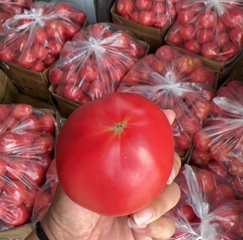 河南西红柿精品番茄基地直发，硬粉西红柿，弧3起步无空心