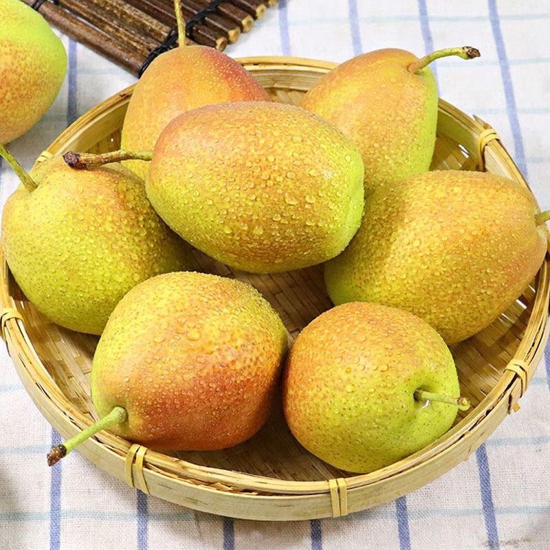 河北赵县精品红香酥梨，质量有保证，口感爽口一手货源产地供货
