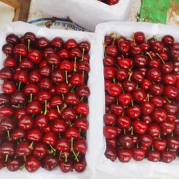 山西美早大樱桃，口感脆甜，大量上市，全国发货